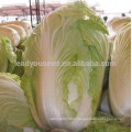 NCC05 Kabi hybrid baby cabbage seeds taste good